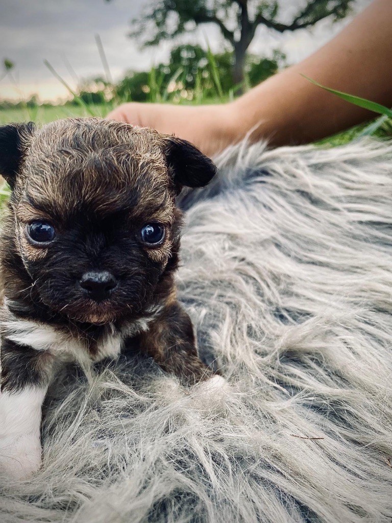 de la Tribu des Yoruba - Chiots disponibles - Chihuahua